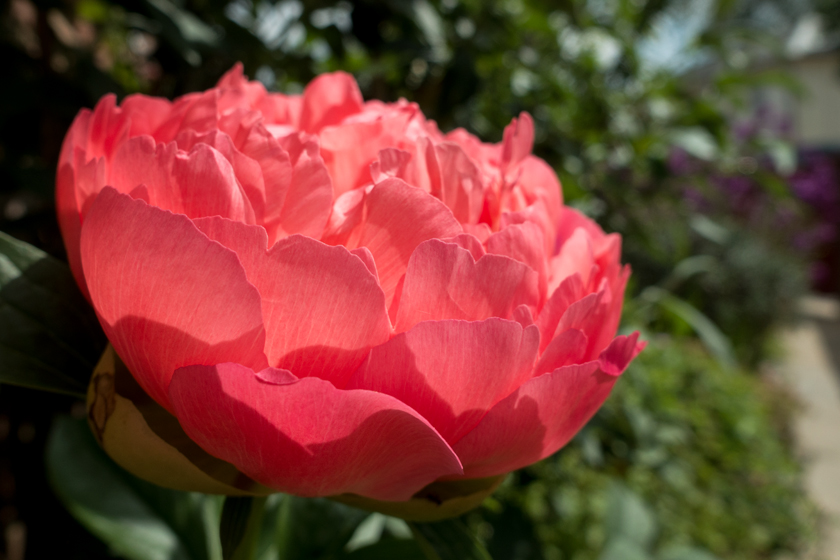 Pink peony petals
