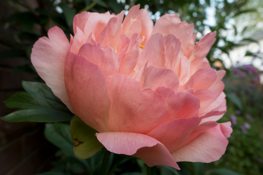 Pale pink peony petals