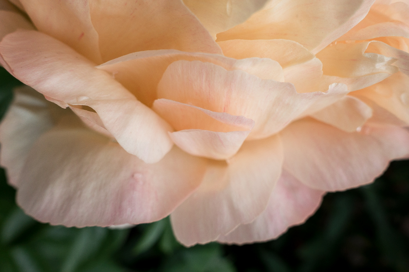 Peony petals from above