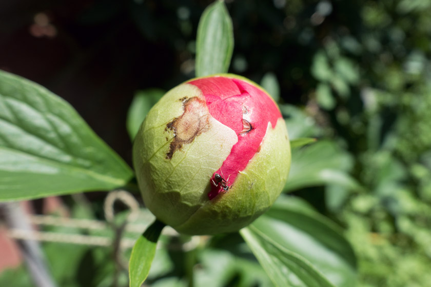 Pink peony bud