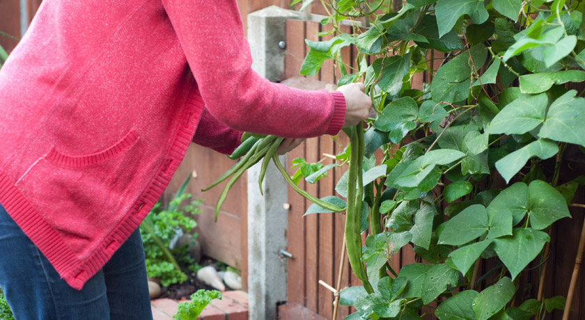 Picking runner beans