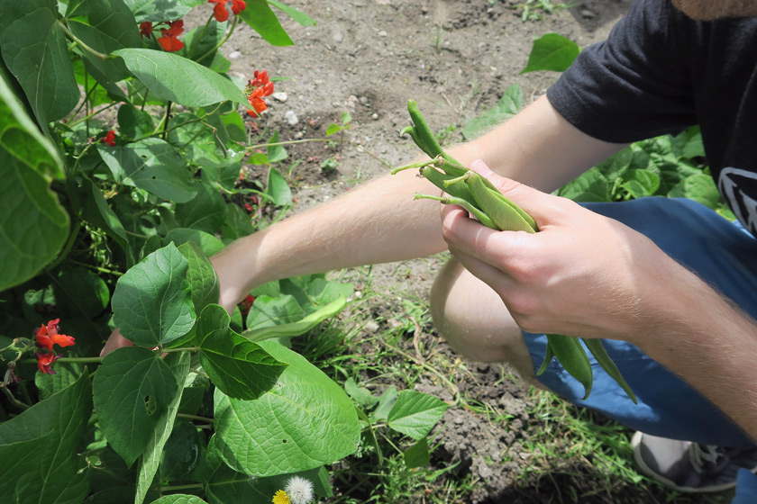 Picking runner beans