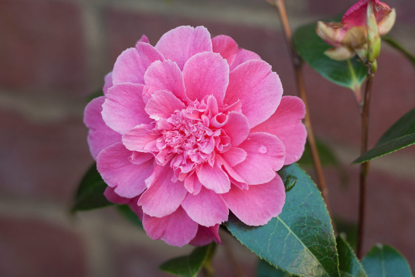 Hot pink camellia flower