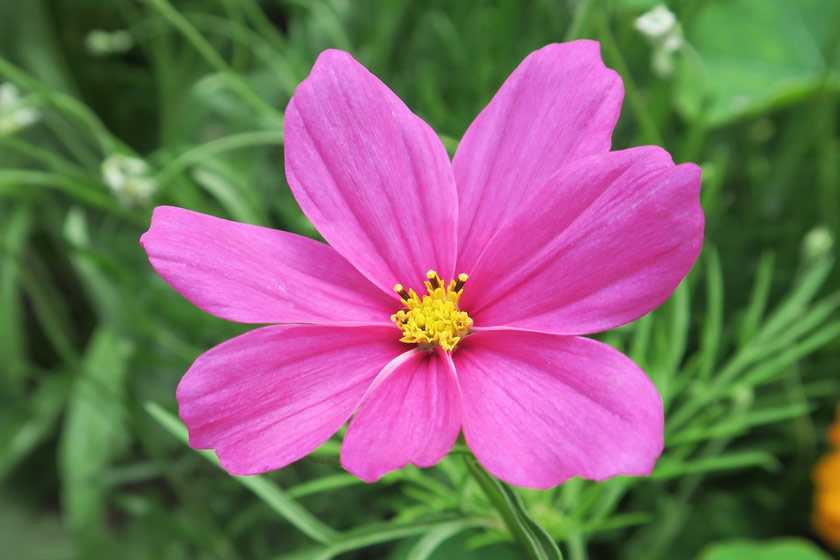 Pink cosmos