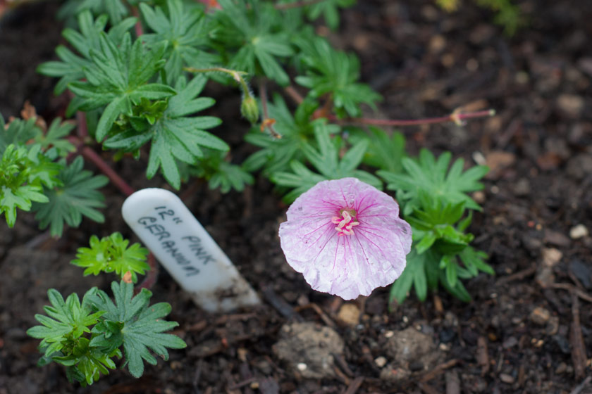 Small pink geranium