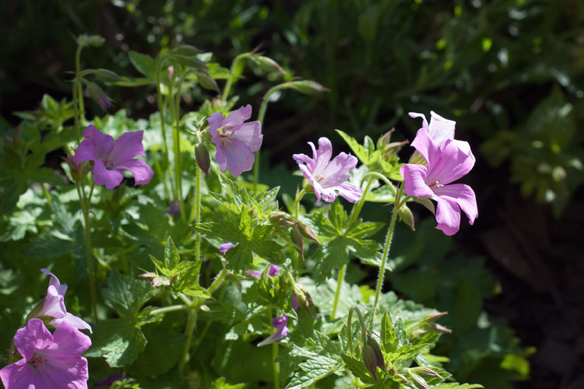 Pink geranium