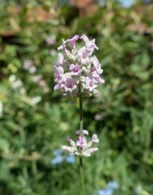 Pink lavender flowers