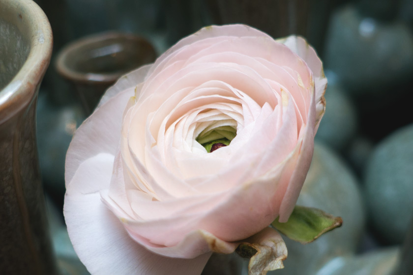 Pastel pink petals