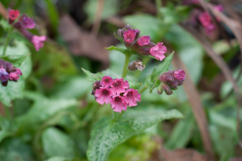 Pink pulmonaria flowers