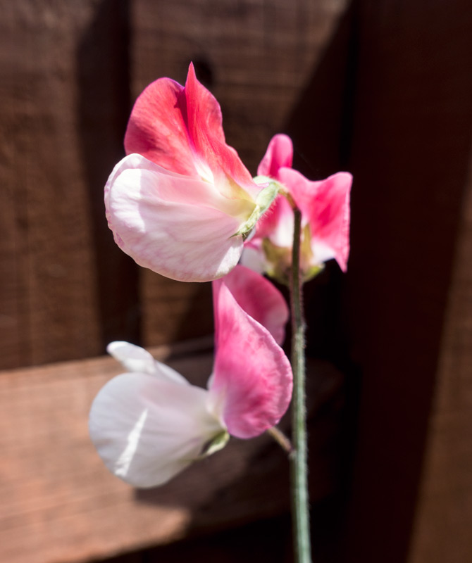 Pink sweet pea flowers