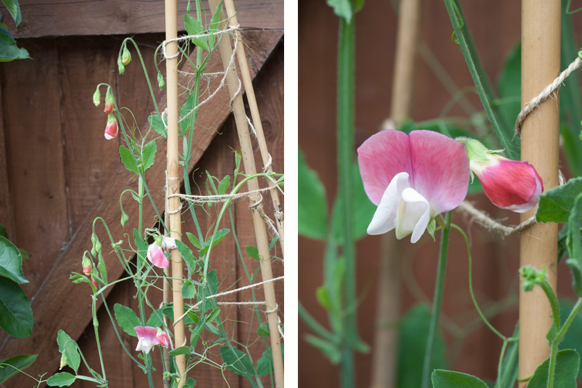 Pink sweet pea flowers