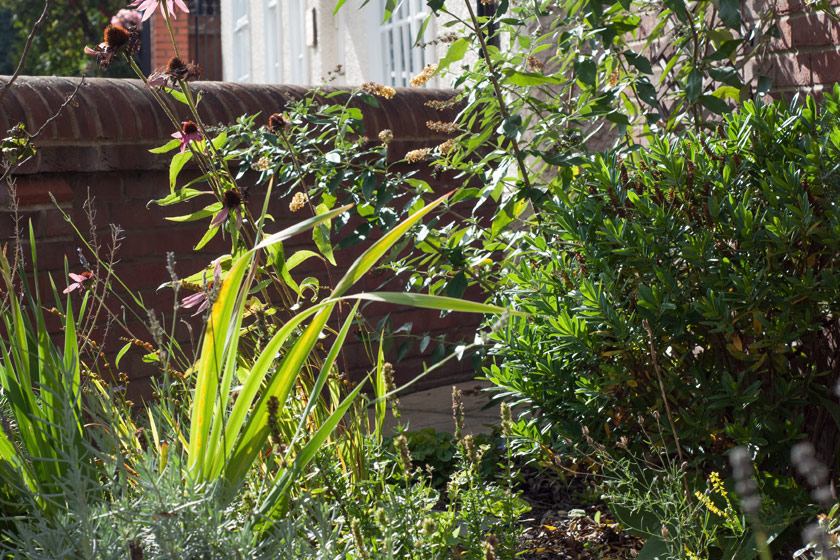 Plants in the sun