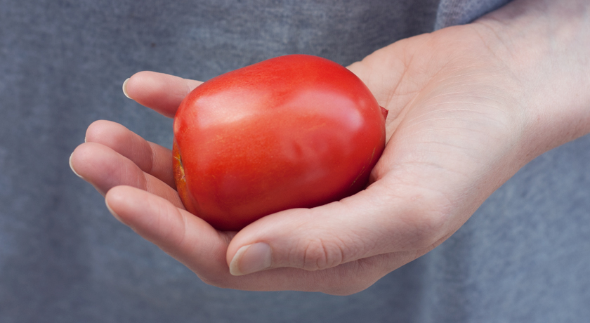 Plum tomato in hand