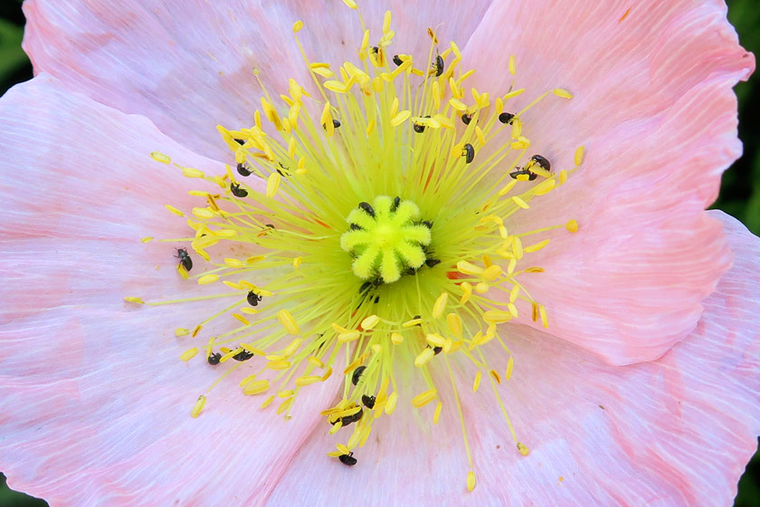 Tiny black bugs on flower