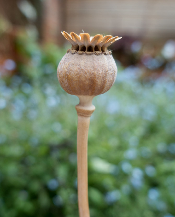Poppy seed head