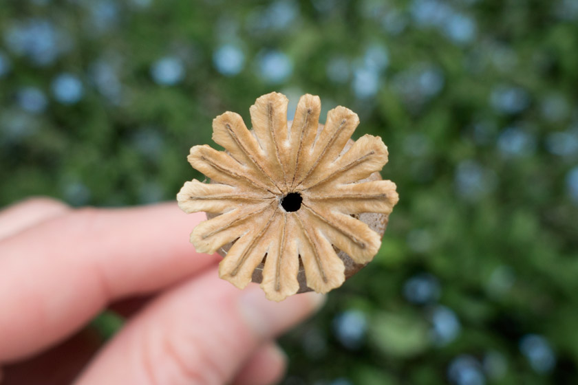Top of poppy seed head