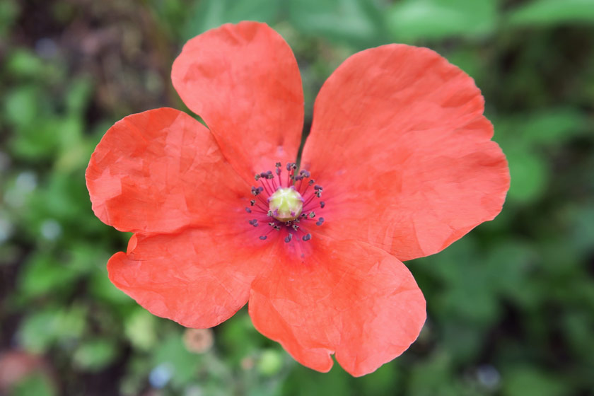Red poppy petals