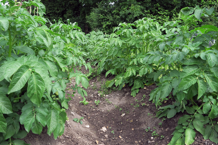 Rows of potato plants