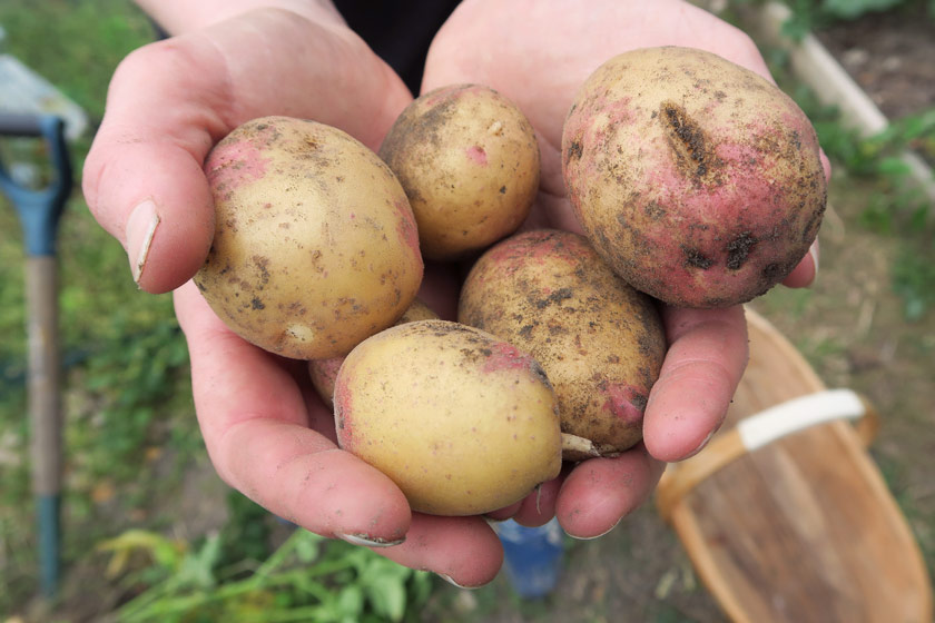 Hands holding potatoes