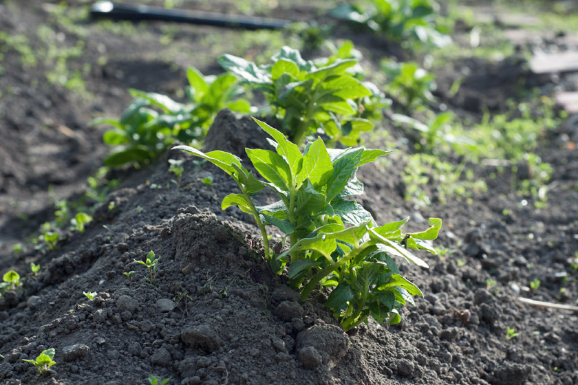 Potato leaves in the sun