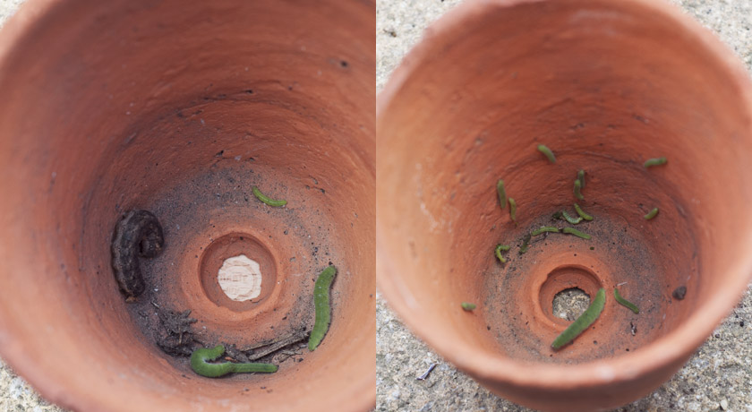 Green caterpillars in pot