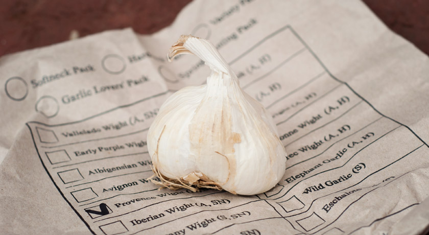 Garlic bulb on paper bag