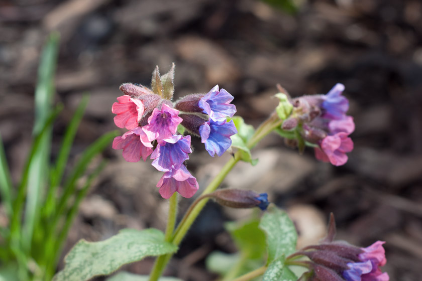 Pink, purple and blue flowers