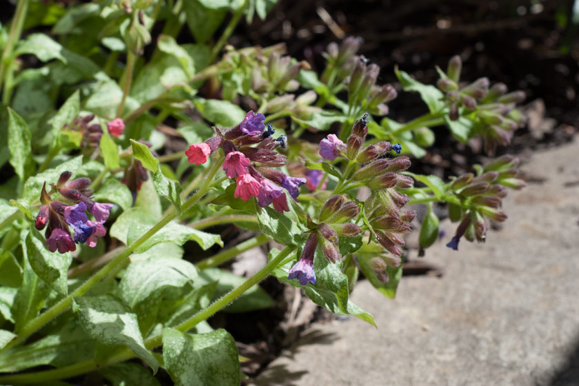 Pulmonaria growing along path