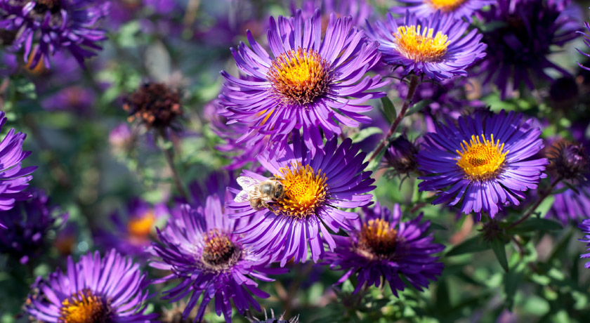 Dark purple aster flowers