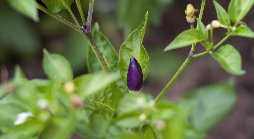 Purple chillies
