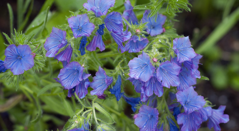 Purple weed flowers