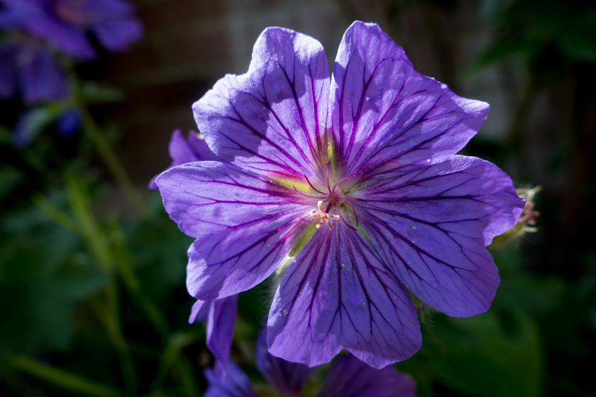 Purple geranium flowers
