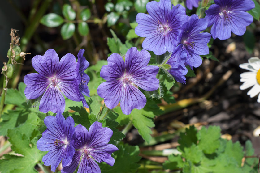Purple geranium flowers