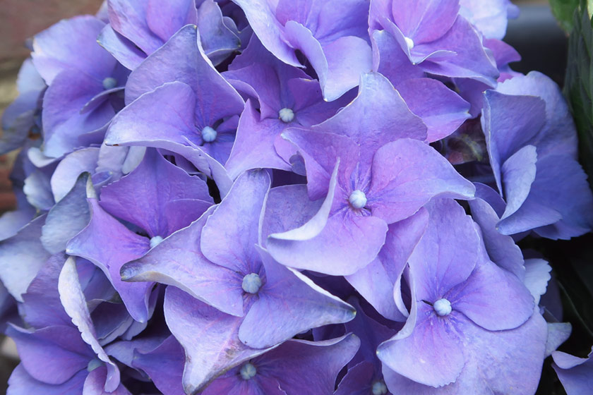 Purple hydrangea petals
