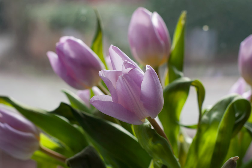 Pale purple tulips
