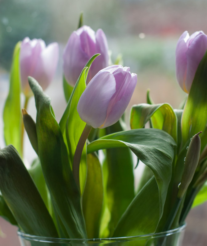 Bunch of purple tulips