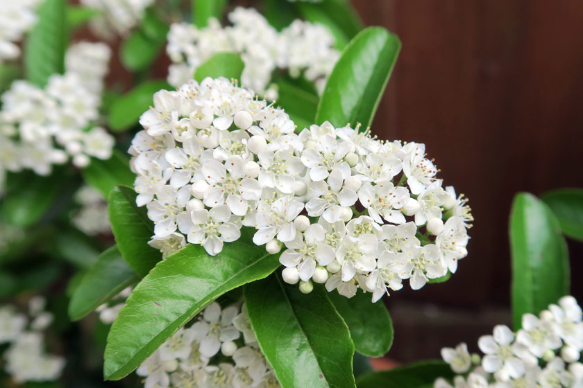 White pyracantha flowers