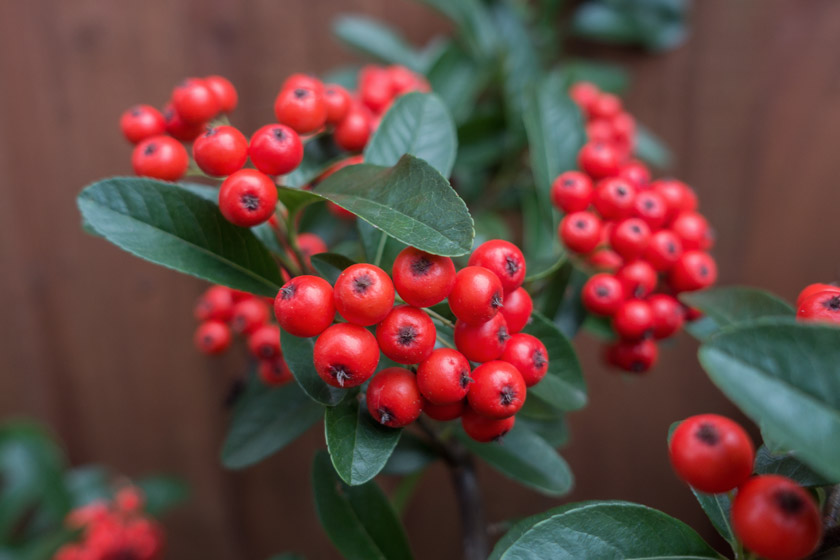 Plump red berries