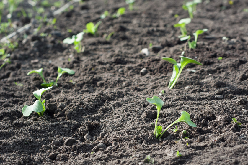 Radish seedlings in rows