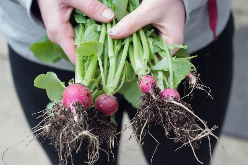 Hands holding radishes