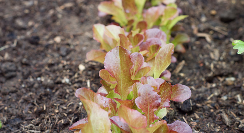 Red lettuce leaves