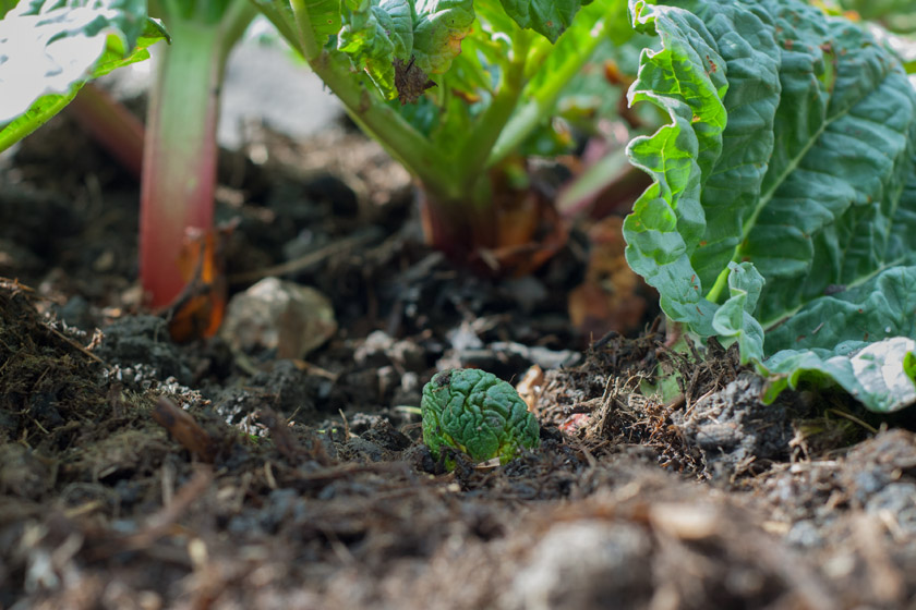 Young rhubarb leaves