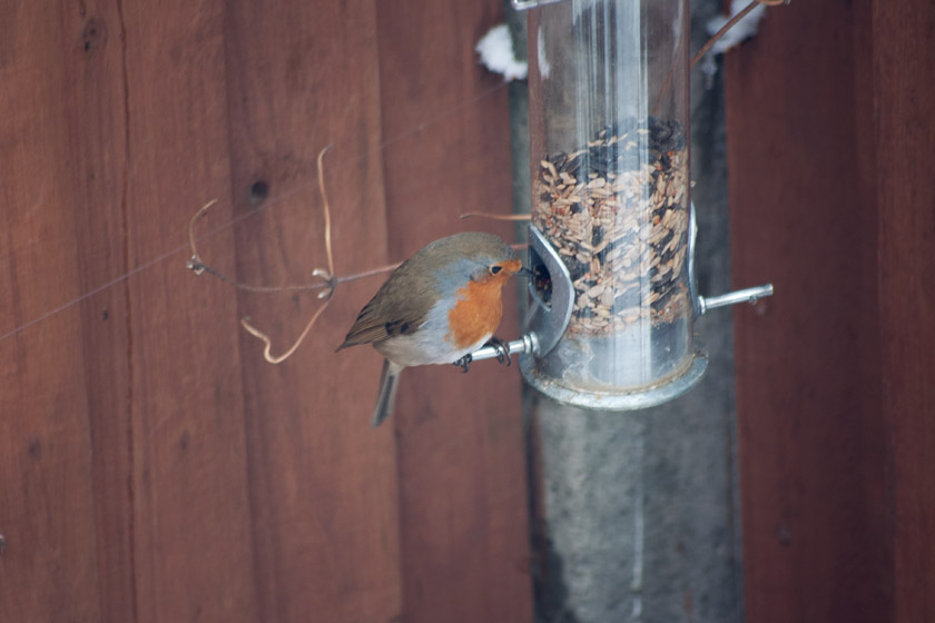 Robin on bird feeder