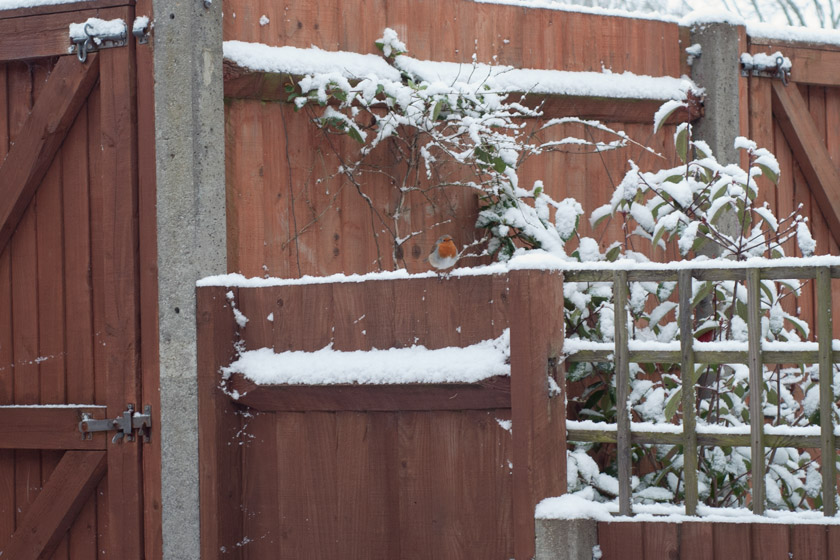 Robin perched on snowy fence