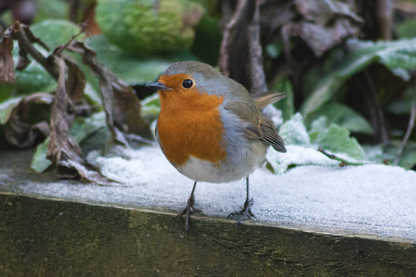 Robin standing on frost