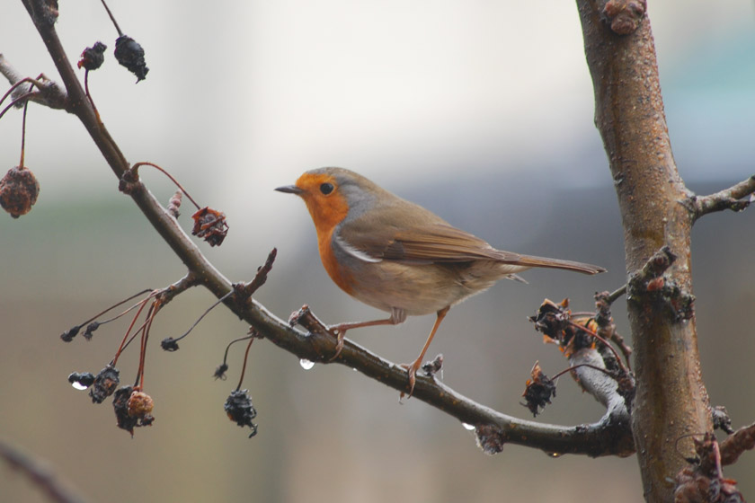 Robin in tree