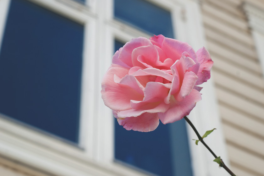 Pink rose against window