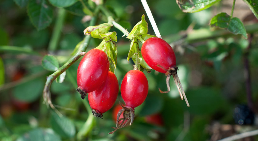 Deep red rosehips