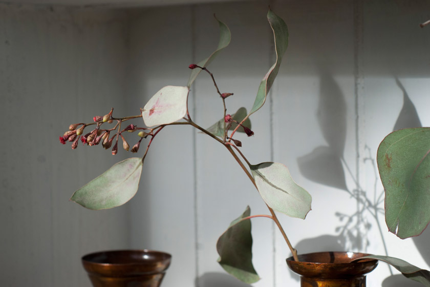 Pale green leaves and buds