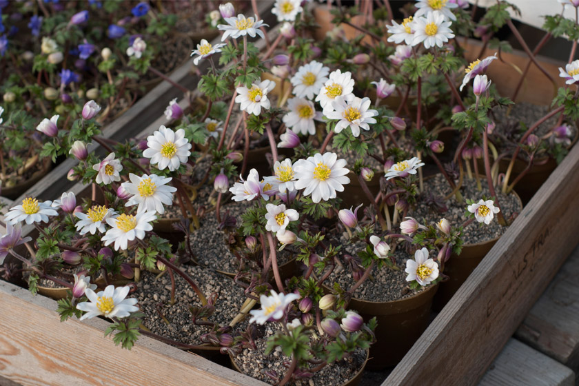 White flowers in wooden crate